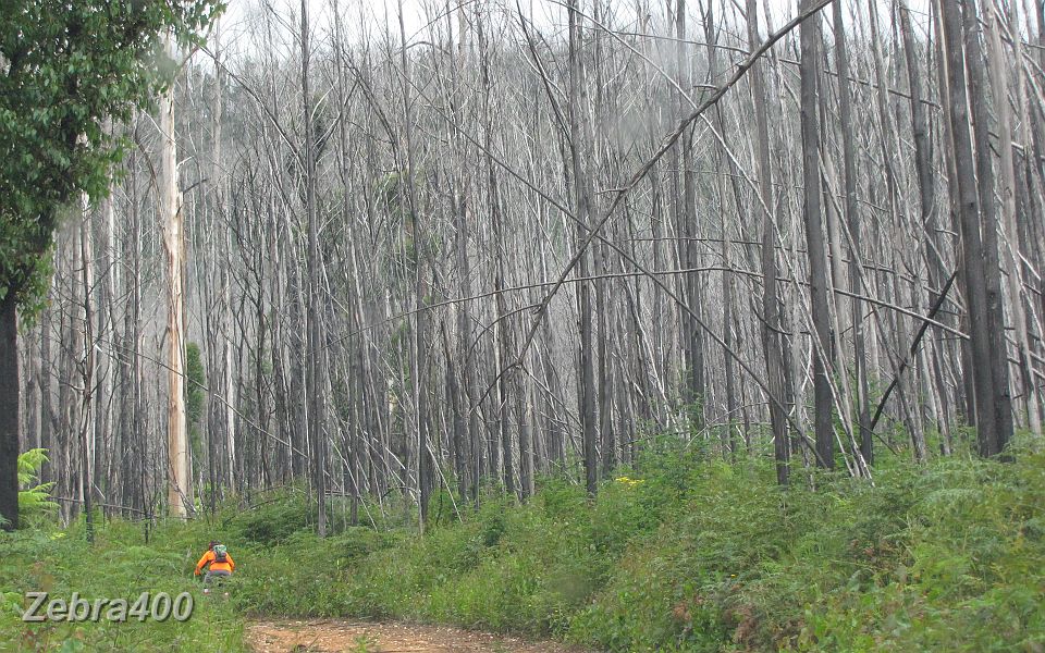 01-Heidi's MTB ride passes through the fire ravaged Marysville.JPG